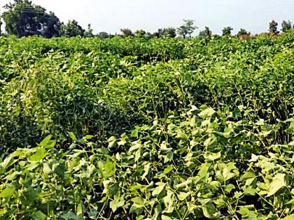 Crop damage by stormy rain | वादळी पावसाने पिकांचे नुकसान