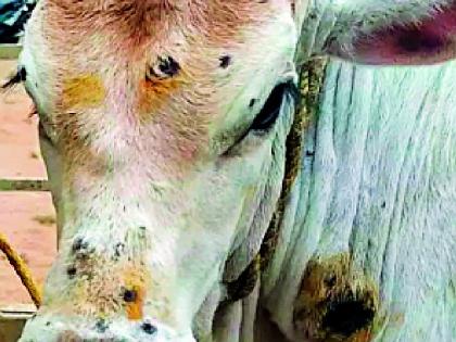 लंपी आजारामुळे डवरणीचे काम खोळंबले