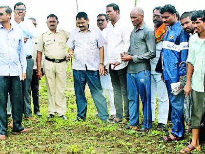 Immediately survey the growing crops in the absence of rain | पावसाअभावी होरपळलेल्या पिकांचा तात्काळ सर्वे करा