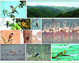 Tigers hunted several ten birds | टवाळखोरांकडून विविध दहा पक्ष्यांची शिकार