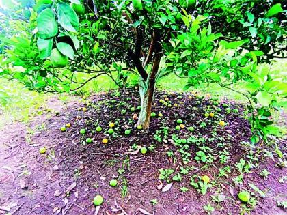 Attack of fungal disease on citrus in Wardha district; 50% fruit drop | वर्धा जिल्ह्यात मोसंबीवर बुरशीजन्य रोगाचा हल्ला; ५० टक्के फळगळती