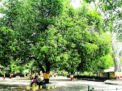 Gandhi Ashram witnesses freedom movement, gives message of 'tree conservation' in science age | स्वातंत्र्य चळवळीचा साक्षीदार ‘गांधी आश्रम’ विज्ञानयुगात देतोय ‘वृक्ष संवर्धना’चाही संदेश