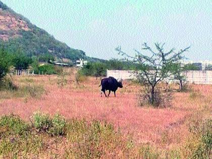  'He' in the Ranguwa Harishchandragaad Wildlife Sanctuary | ‘तो’ रानगवा हरिश्चंद्रगड अभयारण्यातील