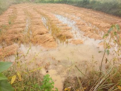 Rainy days hit Vidarbha soybeans and cotton | अवकाळी पावसाने विदर्भातील सोयाबीन व कापसाला फटका