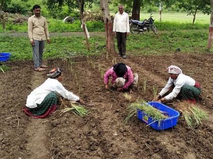 'Delicious grass' is being prepared in Amravati district | अमरावती जिल्ह्यात तयार होत आहे ‘चविष्ट गवत’