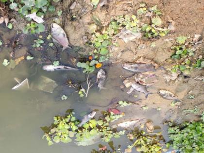 Hundreds of fish die in Ramala Lake in Chandrapur city | चंद्रपूर शहरातील रामाळा तलावातील शेकडो माशांचा मृत्यू