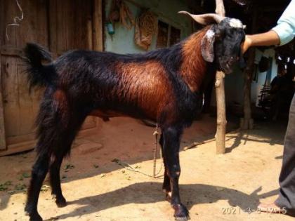 The price of that goat is Rs 25 lakh? .. 'This' is a special reason | 'त्या' बकऱ्याची किंमत तब्बल २५ लाख रुपये? .. 'हे' आहे विशेष कारण