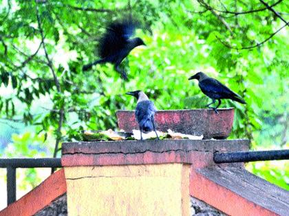  Crowds rally at Godaghat for grinding | पिंडदानासाठी गोदाघाटावर गर्दी