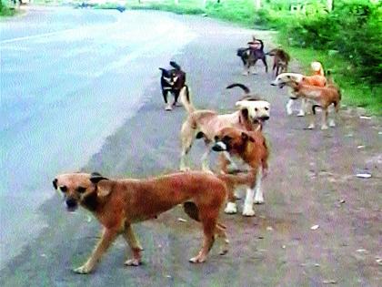  Demand for Mokat Dogs | मोकाट कुत्र्यांचा बंदोबस्त करण्याची मागणी