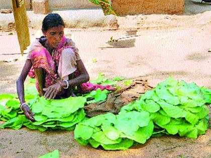  The gardens of the gardens, the villagers, the tribals | रानभाज्यांची शहरी खवय्येगिरी जंगल, आदिवासींच्या मुळावर