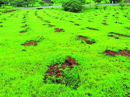 Hunt for plants in excavated pits | खोदलेल्या खड्ड्यांमध्ये रोपांची शोधाशोध