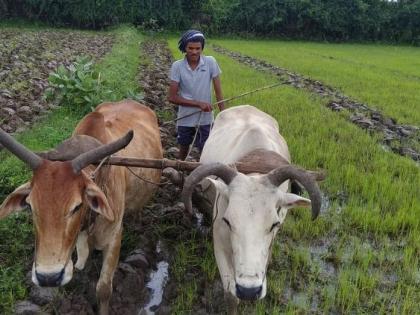 Vidarbha farmers get annoyed for crop insurance this year | यंदा पीक विम्यासाठी विदर्भातील शेतकरी अनुत्साही