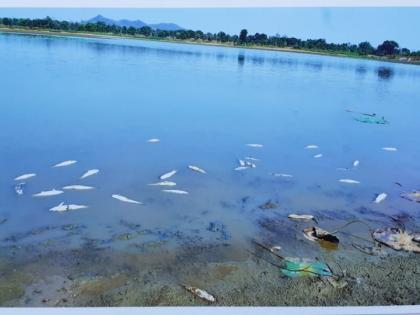 Hundreds of fish died due to heat in Gondia district | गोंदिया जिल्ह्यात उष्णतेमुळे शेकडो मासोळ्या मृत्युमुखी