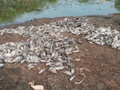 Thousands of fish died in Jhabebodi lake in Bhandara district | भंडारा जिल्ह्यातल्या जोडाबोडी तलावातील हजारो मासे मृत्युमुखी