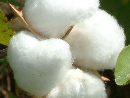 Cotton fair in Nagpur by Central Cotton Research Institute | केंद्रीय कापूस संशोधन संस्थेतर्फे नागपुरात कापूस मेळावा