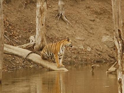 Tourism resumes in Pench, Umred-Karhandal | पेंच, उमरेड-कऱ्हांडलात पुन्हा पर्यटनाला सुरुवात