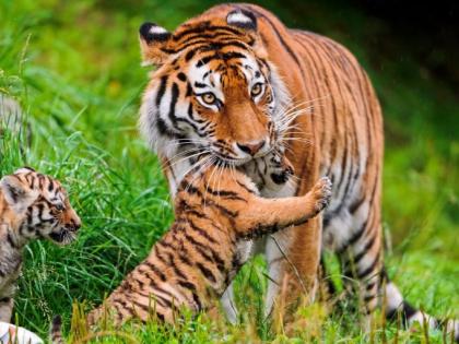 workshops in Nagpur district for the protection of tigers | वाघांच्या संरक्षणासाठी नागपूर जिल्ह्यातील सिल्लारीत कार्यशाळा