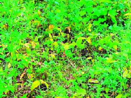 Khodmashi on soybean on 25,000 hectares | २५ हजार हेक्टरवरील सोयाबीनवर खोडमाशी