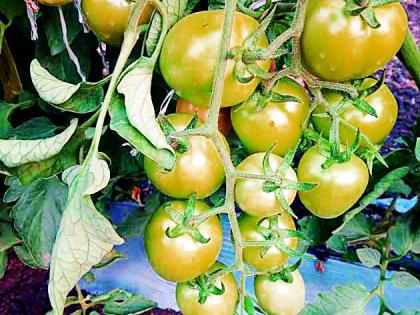  10 lakh tomatoes in one acre | एका एकरात दहा लाखांचे टोमॅटो