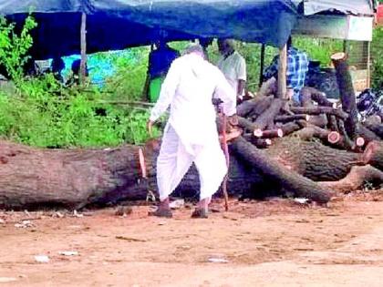 33 crore eyes; Slaughter of living trees | ३३ कोटींकडे डोळे; जिवंत झाडांची कत्तल