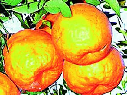Orange growers in trouble | व्यापारी फिरकेना संत्रा उत्पादक अडचणीत