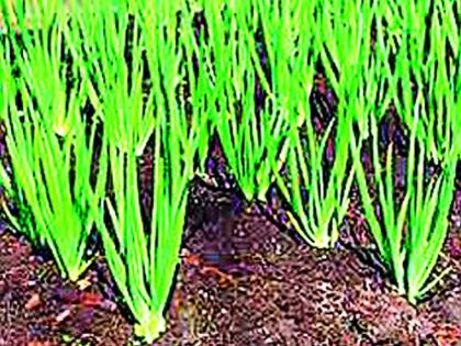 Clouds over crops in Anjangaon taluka | अंजनगाव तालुक्यात पिकांवर ढगांचा महिरप