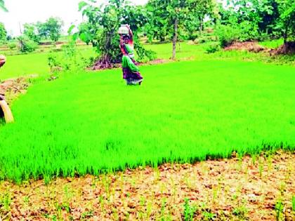 The nourishment of the world found in the maze of nature | निसर्गाच्या चक्रव्यूहात सापडला जगाचा पोशिंदा