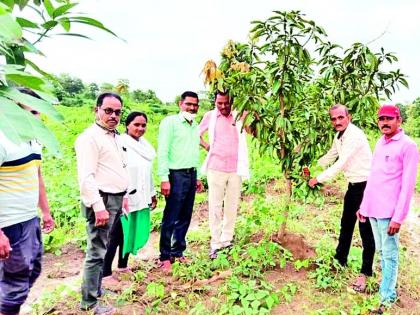 Intercropping of vegetables in orchards, splitting traditional farming | पारंपारिक शेतीला फाटा देत फळबागेत भाजीपाल्याचे आंतरपीक