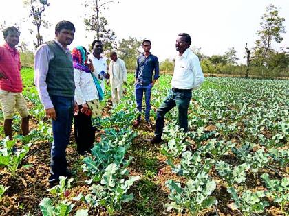 Taluka Agriculture Officer Kelly Shire Ferry | तालुका कृषी अधिकाऱ्यांनी केली शिवारफेरी