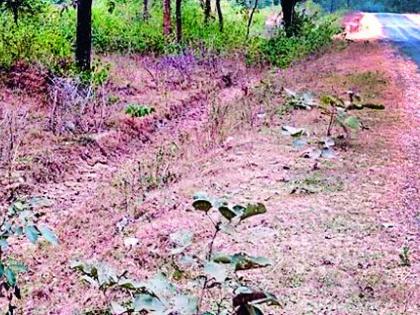 Mud, hundreds of trees in Nakadongri are in death trap | चिखला, नाकाडोंगरीतील शेकडो झाडे मृत्यूच्या दाढेत