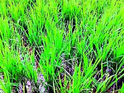 One lakh hectares of rice crop in danger | एक लाख हेक्टरमधील धानपीक धोक्यात