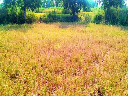 Farmer's Farmer Farmer's Name | शेतातील धान कापणीचे शेतकरी नावच घेईना Farmer's Farmer Farmer's Name | शेतातील धान कापणीचे शेतकरी नावच घेईना