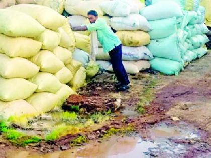 Paddy sprouted in sacks at the shopping center | खरेदी केंद्रावर पोत्यात अंकुरले धान