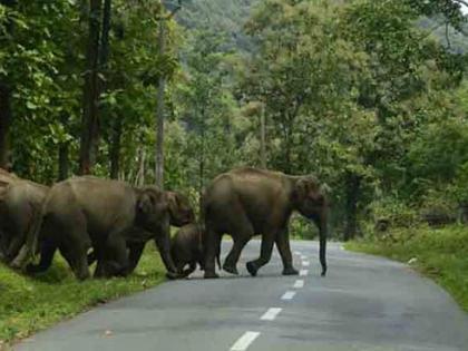 Wild elephants to present upheaval in winter session; Two victims so far | जंगली हत्ती मांडणार हिवाळी अधिवेशनात उच्छाद; आतापर्यंत दाेघांचे बळी