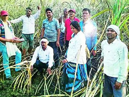 Sparkling cane fire in the field | स्पार्किंगने शेतातील उसाला आग Sparkling cane fire in the field | स्पार्किंगने शेतातील उसाला आग