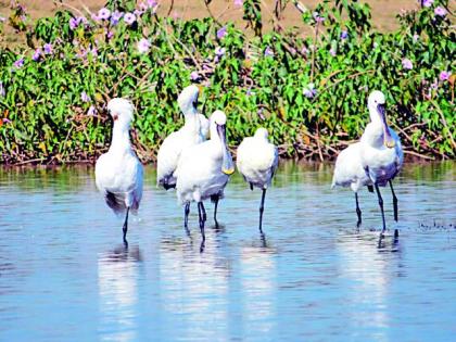 Bhandara and Gondia district 'Chatu' are home to the birds | भंडारा व गोंदिया जिल्हा ‘चाटू’ पक्ष्यांचे माहेरघरच