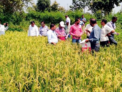  135 days of rice varieties have survived within 90 days | १३५ दिवसांचे धानाचे वाण ९० दिवसांत निसवले