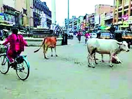 The sidewalk in the city disappeared | शहरातील फुटपाथ बेपत्ता