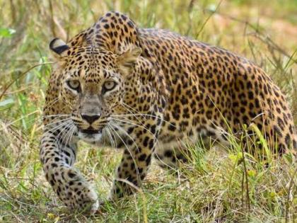 Transmission of leopards in Dhulwad | धुळवडमध्ये बिबट्यांचा संचार Transmission of leopards in Dhulwad | धुळवडमध्ये बिबट्यांचा संचार