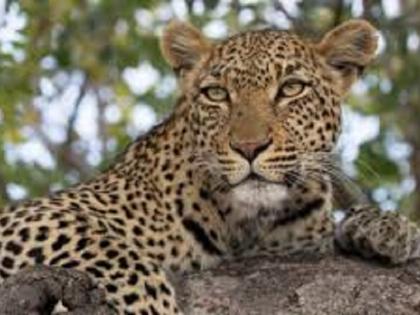 Seven goats killed by leopards in Mhelusket | म्हेळूस्केत बिबट्याने केल्या सात शेळ्या फस्त