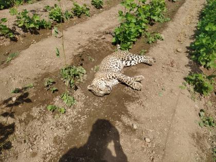 The woman felt dizzy when she saw the sleeping leopard! | झोपलेला बिबट्या पाहताच महिलेला आली भोवळ!