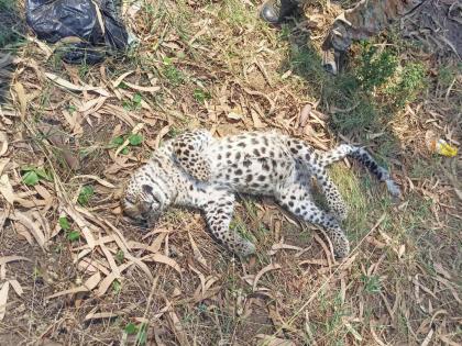 H. A. L. Death of a calf near the closed gate of the colony | एच. ए. एल. वसाहतीच्या बंद गेटजवळ बछड्याचा मृत्यू