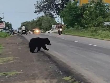 Free movement of bears around Buldana city | बुलडाणा शहरालगत अस्वलचा मुक्त संचार