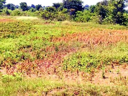 Hollow pods fall due to soybeans | पोकळ शेंगामुळे सोयाबीनची उतारी घटली