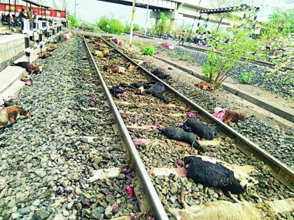 The flock of goats roared by the train | रेल्वेने चिरडला शेळ्यांचा कळप