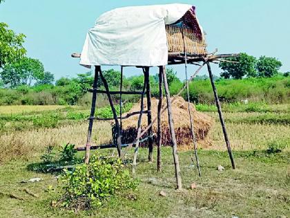 Awareness for farmers' crops risking lives | जीव धोक्यात घालून शेतकऱ्यांची पिकांसाठी जागल Awareness for farmers' crops risking lives | जीव धोक्यात घालून शेतकऱ्यांची पिकांसाठी जागल