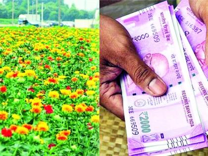 Farmers, sow safflower and get Rs. 2200 per acre | शेतकऱ्यांनो, करडई पेरा आणि एकरी २२०० रुपये मिळवा