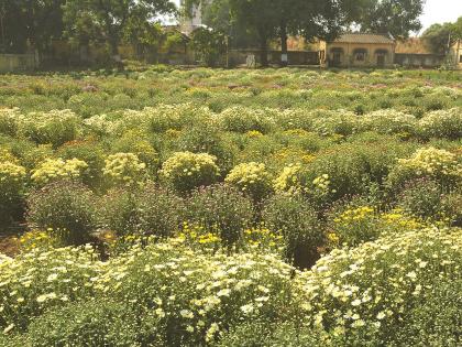 Shevanti flowering in The campus of the Agricultural University | शेवंती फुलांच्या सुुगंधाने दरवळला कृषी विद्यापीठाचा परिसर