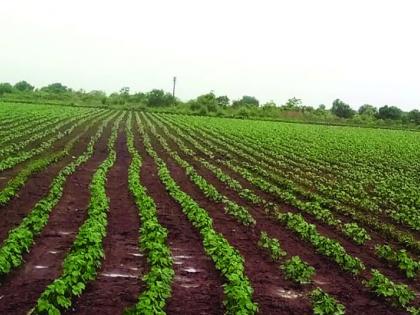 'Batting' of rain; Life for the crops! |  पावसाची ‘बॅटिंंग’; पिकांना जीवनदान!