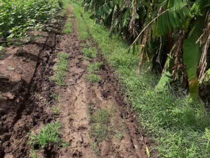 Plight of farm roads in Anturli area | अंतुर्ली परिसरातील शेत शिवाराच्या रस्त्यांची दुर्दशा